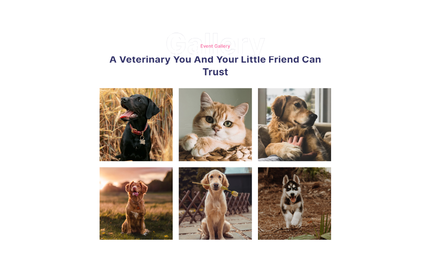 Puppify - Pet Shop Shopify template built by Pagefly